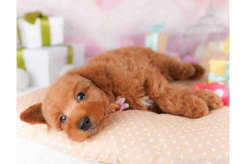 販売中の千葉県のトイプードル-378878の5枚目